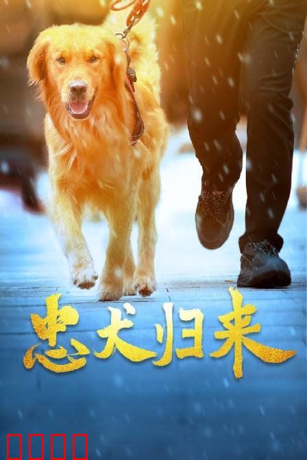忠犬归来：等待十年的奇迹